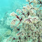 Unknown soft coral