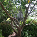 Gumbo-limbo tree