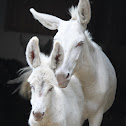 White (cream) donkey