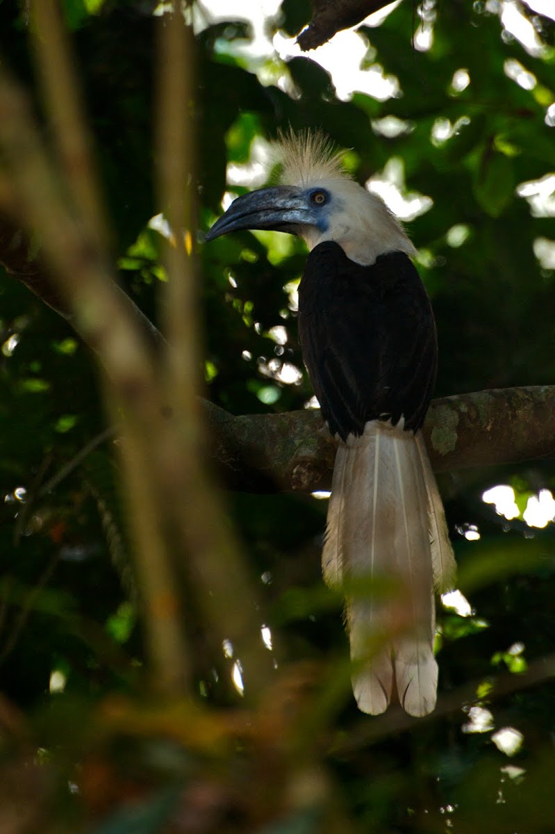 White-crowned Hornbill