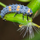 Seven-spot ladybird larva, Larva de mariquita de siete puntos