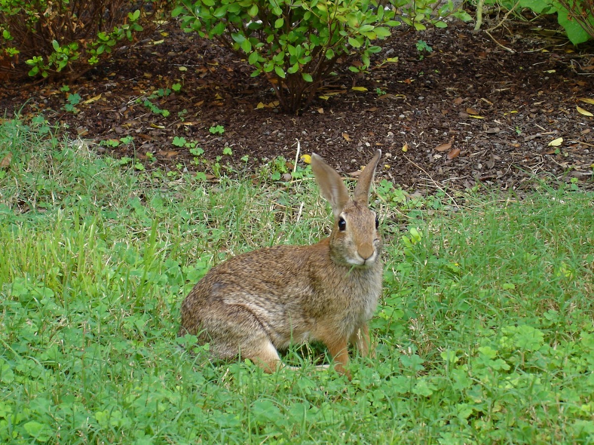 Cottontail Rabbit