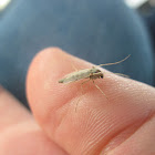 Non-Biting Midge (Female)