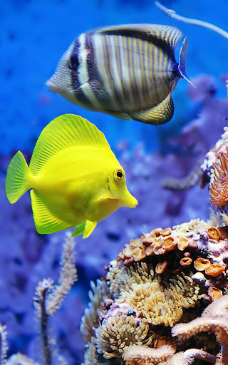 水族館動態壁紙