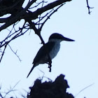 Collared Kingfisher