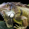 Green Iguana