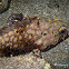 Honeycomb grouper