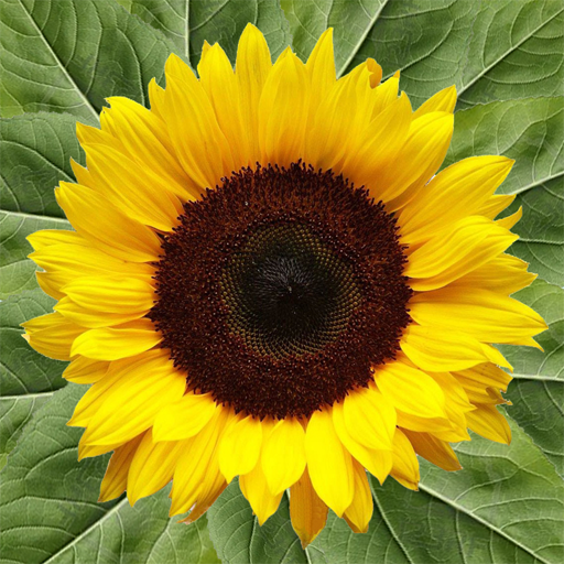 Sunflower Health 健康 App LOGO-APP開箱王