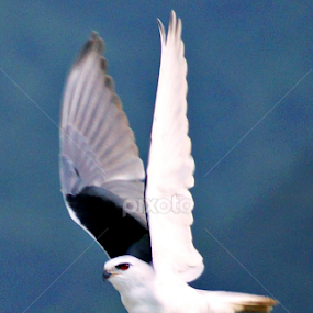 by Dudin Ardiansyah - Animals Birds