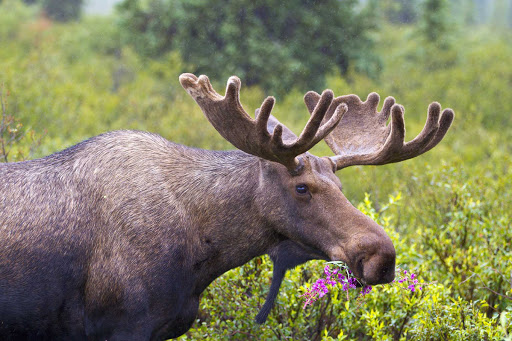 Yes, you know you are in Alaska when you see your first moose in Denali National Park.