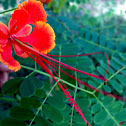 Peacock Flower