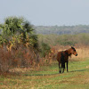 Florida Cracker Horse