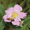 Flower Longhorn Beetle (female)