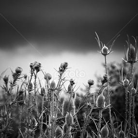 Thistles in front an imminent Storm by LoRe Pics ARG - Nature Up Close Other plants