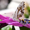 mariposa (Cacyreus marshalli)