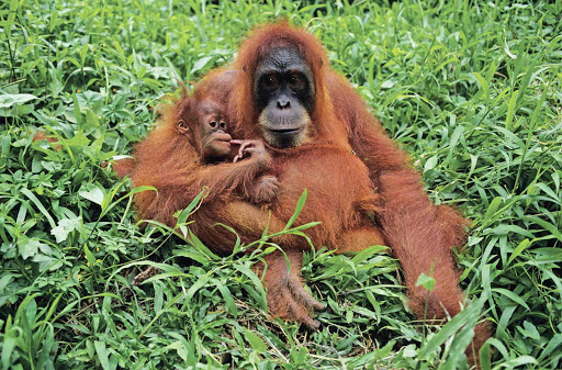 An orangutan and her baby in the brush on Borneo, accessible through a cruise on Silversea's Silver Discoverer.