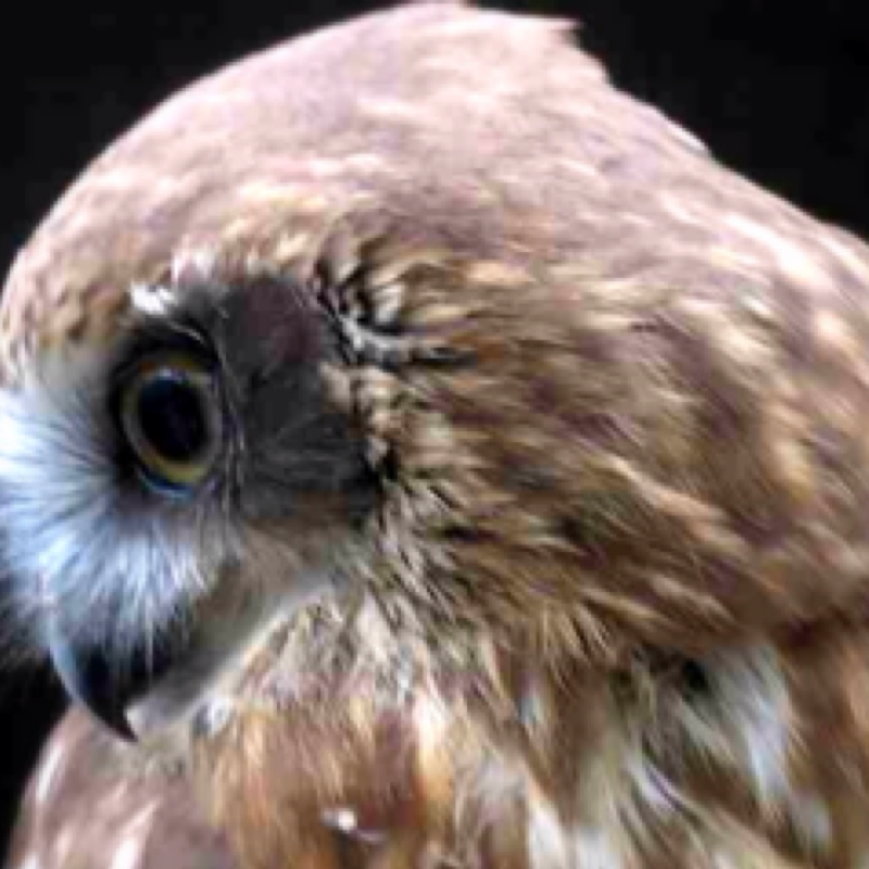 Bobook owl