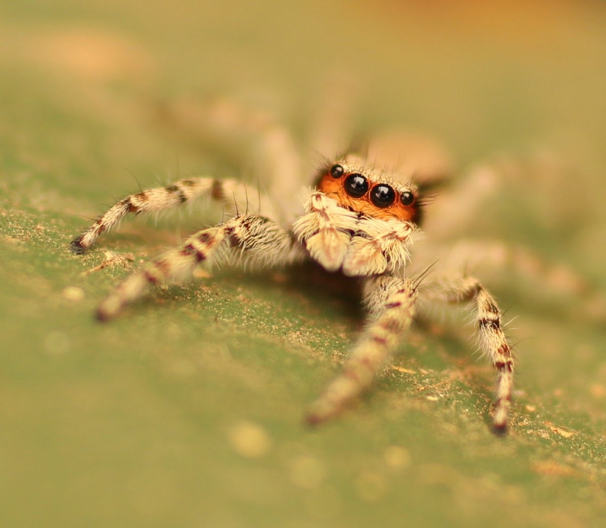 Jumping Spider