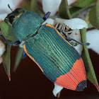 Jewel beetle