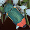 Jewel beetle