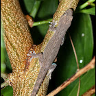 Spiny-tailed House Gecko
