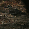 indian thick knee