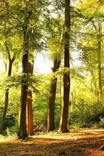 Wallpaper Nature Free HD(圖2)-速報App