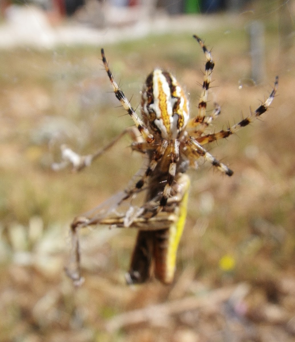 Araneid spider with prey