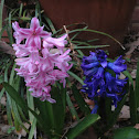 Hyacinth