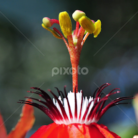 Pride by Milind Lele - Flowers Single Flower
