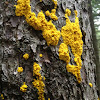 Yellow Slime Mold