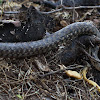 Checkered keelback or Asiatic water snake