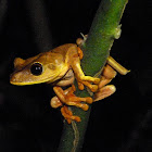 Gunther's banded treefrog