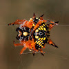 Jewel Spider