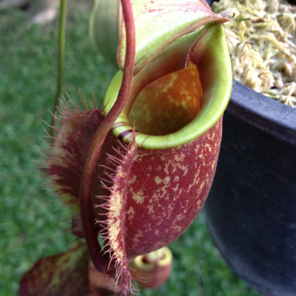 Image result for The Tropical Pitcher Plant