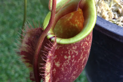 19+ What Animals Eat Plants