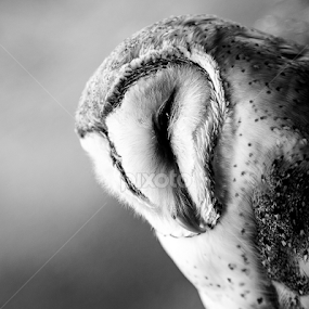 Sleepy Head by Werner Kumm - Black & White Animals