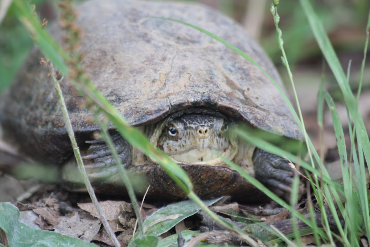 Tortuga de pantano, Mexican mud turtle