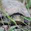 Tortuga de pantano, Mexican mud turtle