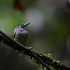 Mosquerito colicorto--Black-capped Pygmy Tyrant