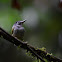 Mosquerito colicorto--Black-capped Pygmy Tyrant