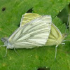 Green-veined white