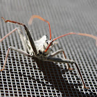 wheel bug