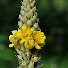 Mullein