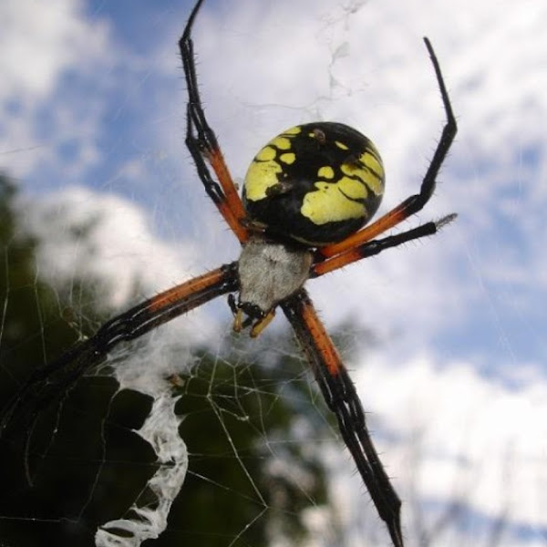 Yellow and black Garden Spider | Project Noah