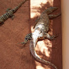 Perentie monitor