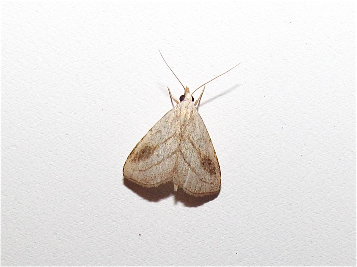 Spotted Grass Moth