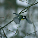 Great Tit