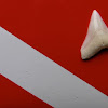 Tooth of Bull Shark