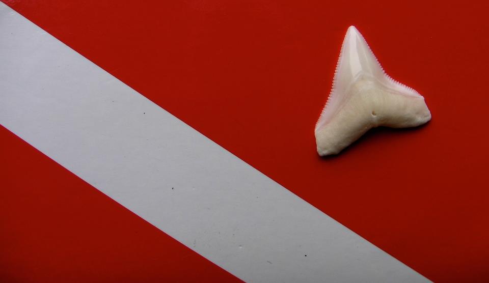 Tooth of Bull Shark